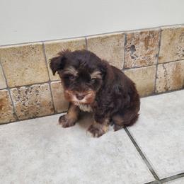 Hagrid - Liver male Miniature Schnauzer puppy in Sandy, Utah from Phantom League Schnauzers