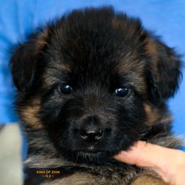 Girl 2 - Black and red female German Shepherd puppy in Alvarado, Texas from King Of Zion German Shepherds