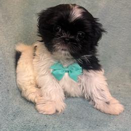 Oreo - Black and white male Shih Tzu puppy in Oak Park, California from Boodaboo Shih Tzu’s