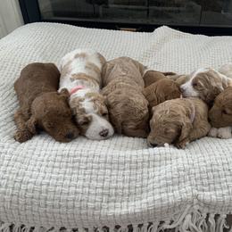 Goldendoodle Puppies from Edge Farm Goldendoodles