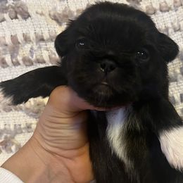 Francoise - Black Pekingese puppy in Marshall, North Carolina from Wild Flower Pekingese