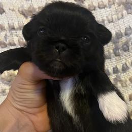 Francoise - Black Pekingese puppy in Marshall, North Carolina from Wild Flower Pekingese