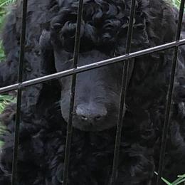Poodles from Jouer Standard Poodles