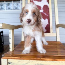 Peaches - Chocolate merle female Bernedoodle puppy in Youngstown, Florida from Wonderland’s Boujie Kennels