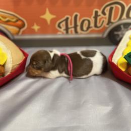 Raspberry pie is now martini - Piebald female Dachshund puppy in Bremen, Georgia from Jones Royal Kennels