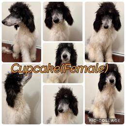 Cupcake - Parti female Poodle puppy in League City, Texas from Chauffeured Poodles