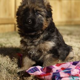 Calloway (Callie) - Black and red female German Shepherd puppy in Apex, North Carolina from Milestone GSDs
