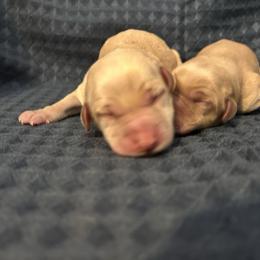 Girl 2 - Yellow female Labrador Retriever puppy in Four Oaks, North Carolina from TLC Retrievers