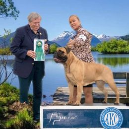 Bullmastiff Puppies from Amulet Bullmastiffs
