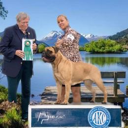 Bullmastiff Puppies from Amulet Bullmastiffs