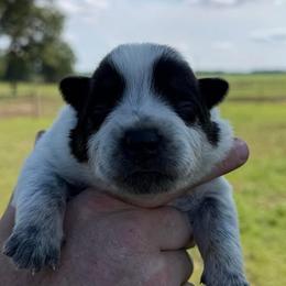 Parker - Blue male Australian Cattle Dog puppy in Devalls Bluff, Arkansas from Coolhand's Australian Cattle Dogs
