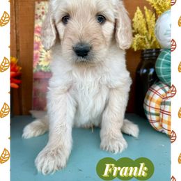 Frank - Cream male Goldendoodle puppy in Caddo Mills, Texas from Fire Wife Doodles