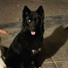 Lumi - Siberian Husky