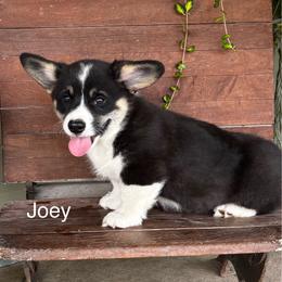Joey - Black and tan male Pembroke Welsh Corgi puppy in Creston, Iowa from GSF Pembroke Welsh Corgis