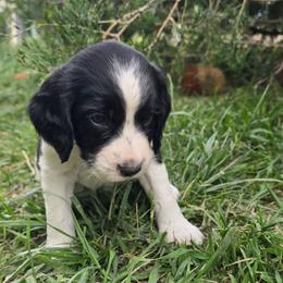 Oz - Black and white male English Springer Spaniel puppy in Palisade, Colorado from Bigfoot's Kennel