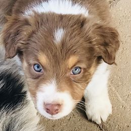 Australian Shepherd Puppies from Topaz Aussie’s