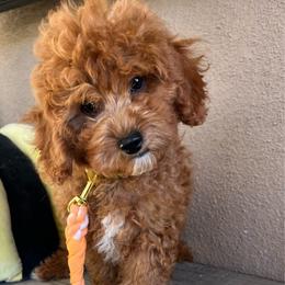 Parker - Red male Cavapoo puppy in Temecula, California from Designer Doodles