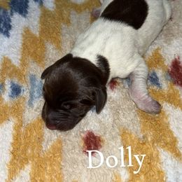 Dolly - Liver and white female German Shorthaired Pointer puppy in Saint Joseph, Missouri from N&R Gsps