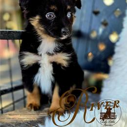 River - Black tri male Miniature Australian Shepherd puppy in Ennis, Texas from God’s Little Aussies