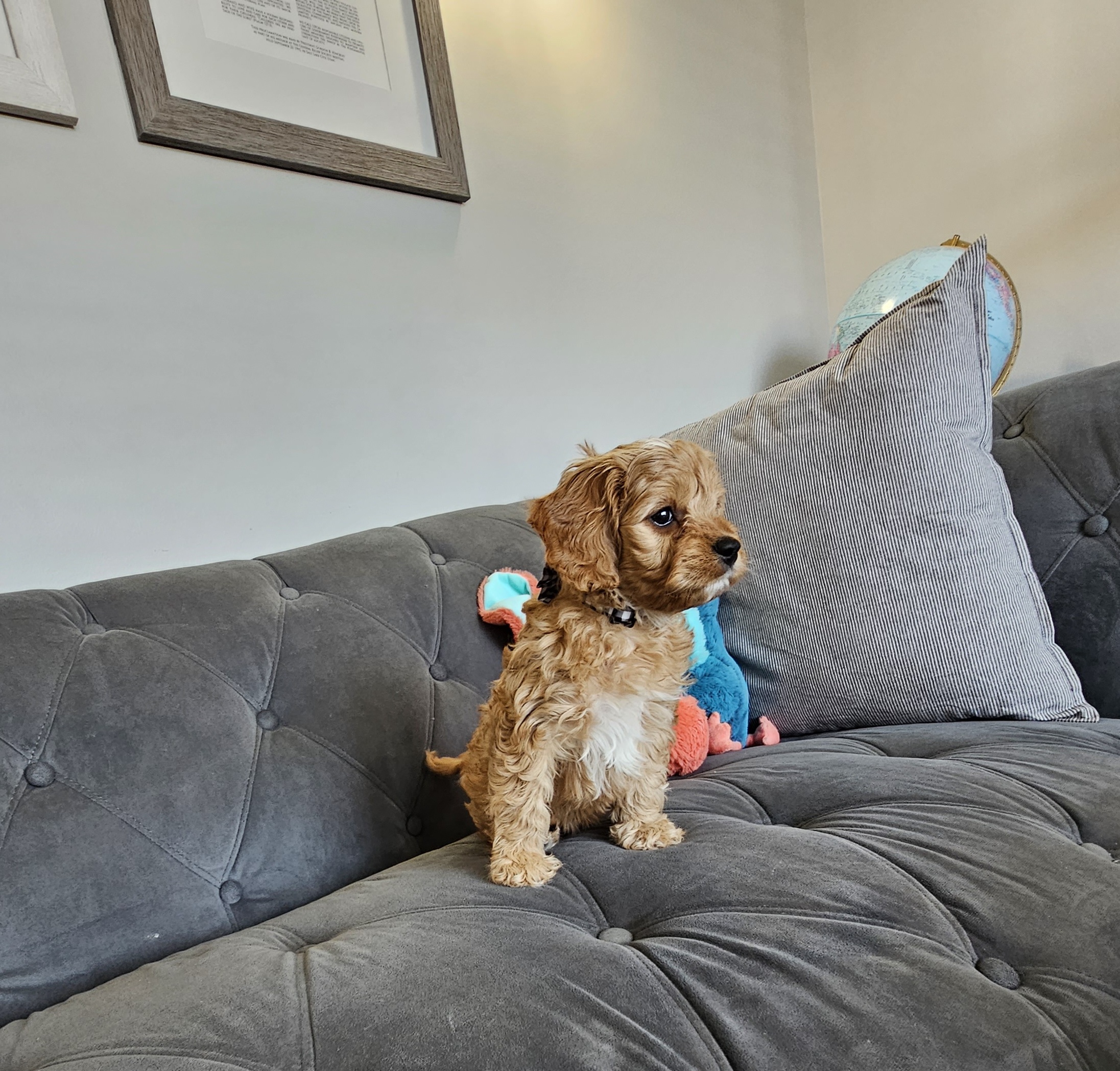 Orange Boy - Red Cavapoo puppy in Davis County, Utah from Prince Pups