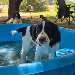 Oz - Black and white male English Springer Spaniel puppy in Palisade, Colorado from Bigfoot's Kennel
