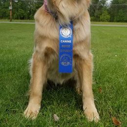 Golden Retrievers and Havanese from Starrdust Goldens and Havanese