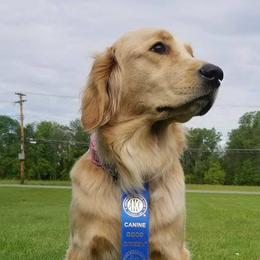 Golden Retrievers and Havanese from Starrdust Goldens and Havanese