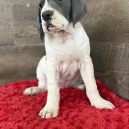 Great Dane Puppies from Top Brackett Danes