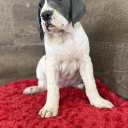 Great Dane Puppies from Top Brackett Danes