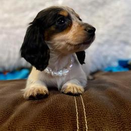 Dachshund and Miniature Schnauzer Puppies from The Bossy Doxie Farm