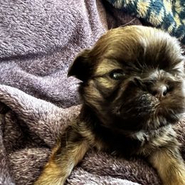 Shih Tzu Puppies from Meihem Pups