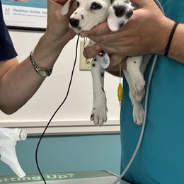 Boy 1 - White and black Dalmatian puppy in Richmond, Virginia from Darrfield