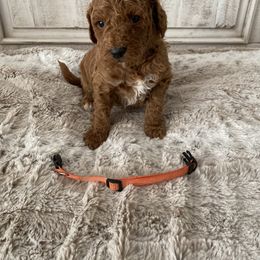 Goldendoodle Puppies from Jozlyn’s Pups