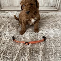 Goldendoodle Puppies from Jozlyn’s Pups