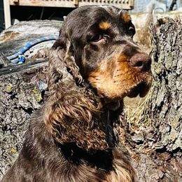 Trout - English Springer Spaniel