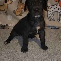 Jodie - Black female Great Dane puppy in Walker, Louisiana from La Rebel Danes