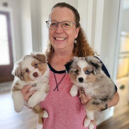 Toy Australian Shepherd Puppies from Reflections of Star Crest Kennel