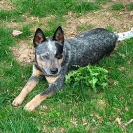 Lark - Australian Cattle Dog