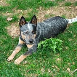 Lark - Australian Cattle Dog