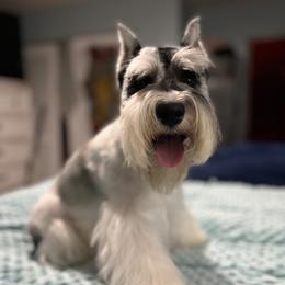 Sully - Miniature Schnauzer
