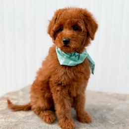 Theo - Red  male Goldendoodle puppy in Billings, Montana from Montana Raised Doodles