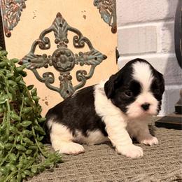 Tucker - Black and white male Shih Tzu puppy in Lexington, North Carolina from SCS Shih Tzus