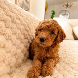 Purple Color Girl - Red  female Goldendoodle puppy in Loma Rica, California from BloomingPuppies