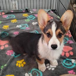 Pembroke Welsh Corgi puppies from Amatskennel - Stubby Tails Ranch