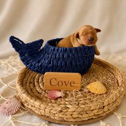 Cove - Dark golden male Golden Retriever puppy in San Bernardino, California from Thegoldendreams1