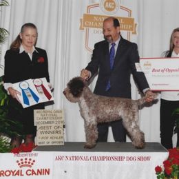 Lagotto Romagnolo All Grown Up from Two By Two Lagotto