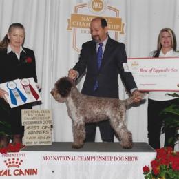 Lagotto Romagnolo All Grown Up from Two By Two Lagotto