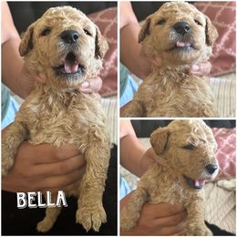 Goldendoodle Puppies from Jenny’s doodles