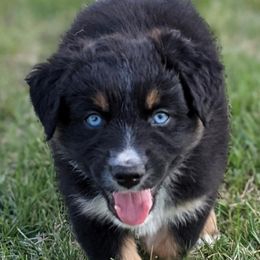 Australian Shepherds from Moon Lake Aussies