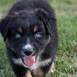 Australian Shepherds from Moon Lake Aussies
